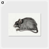 アートポストカード-Mouse - ジャン ベルナール Postcard.