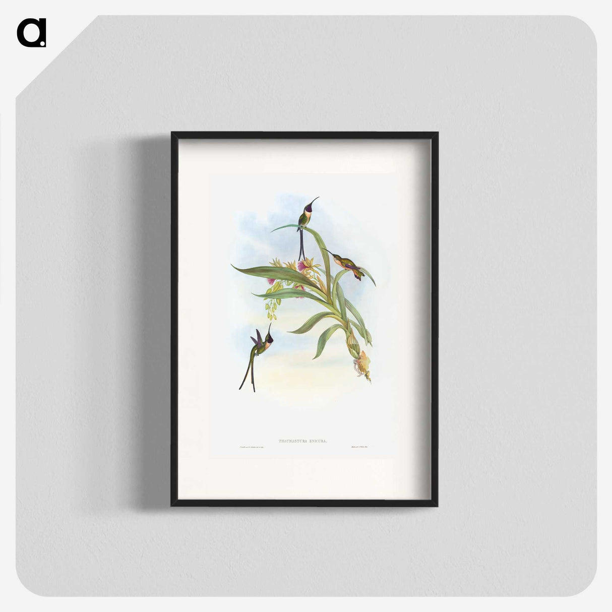1-57_John-Gould_blk