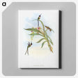 1-57_John-Gould_canvas