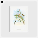 アートポストカード-Slender Shear-Tail
 - ジョン グールド Postcard.