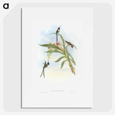 1-57_John-Gould_picture