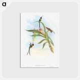 アートポストカード-Slender Shear-Tail
 - ジョン グールド Postcard.