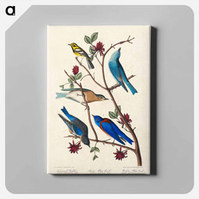 アートパネル-Townsend's Warbler, Arctic Blue-bird and Western Blue-bird
 - ジョン ジェームス オーデュボン Canvas.