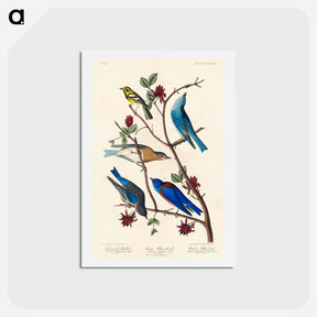 アートポストカード-Townsend's Warbler, Arctic Blue-bird and Western Blue-bird
 - ジョン ジェームス オーデュボン Postcard.