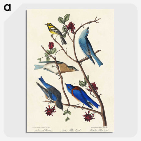 1-57_John-James-Audubon_picture-crop