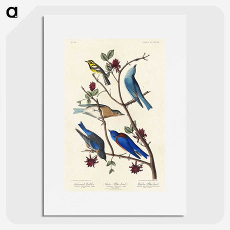 1-57_John-James-Audubon_picture