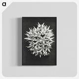 1-57_Karl-Blossfeldt_blk-crop
