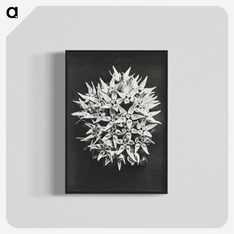 1-57_Karl-Blossfeldt_blk-crop