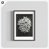 1-57_Karl-Blossfeldt_blk