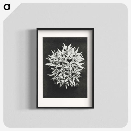 1-57_Karl-Blossfeldt_blk