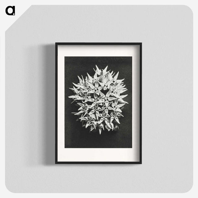 1-57_Karl-Blossfeldt_blk
