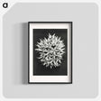 アートポスター-Asclepias speciosa - カール ブロスフェルト Poster.