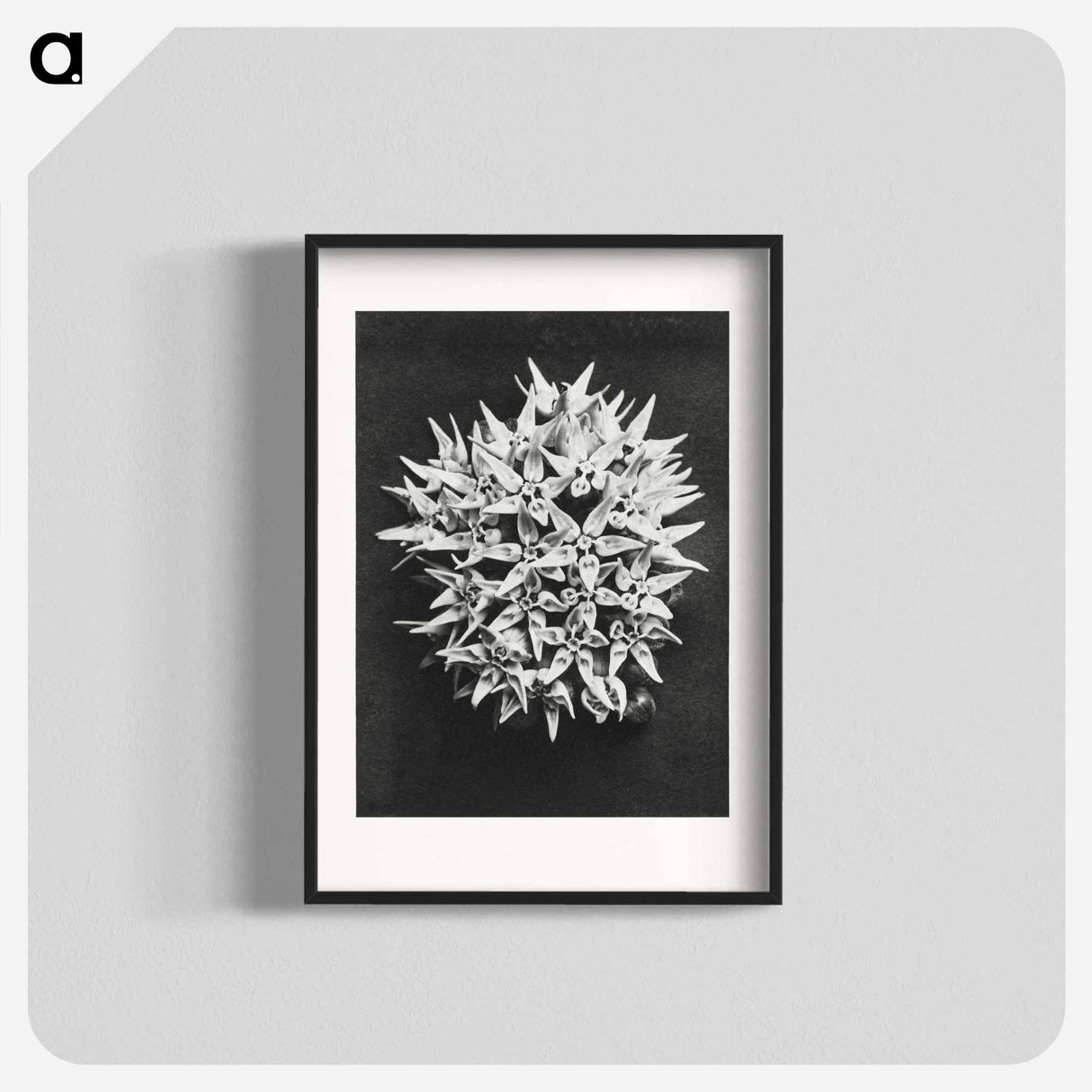 アートポスター-Asclepias speciosa - カール ブロスフェルト Poster.