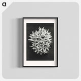 アートポスター-Asclepias speciosa - カール ブロスフェルト Poster.