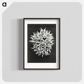アートポスター-Asclepias speciosa - カール ブロスフェルト Poster.