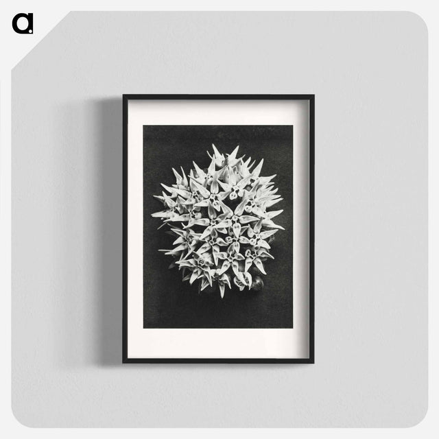 アートポスター-Asclepias speciosa - カール ブロスフェルト Poster.