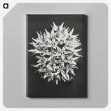 1-57_Karl-Blossfeldt_canvas