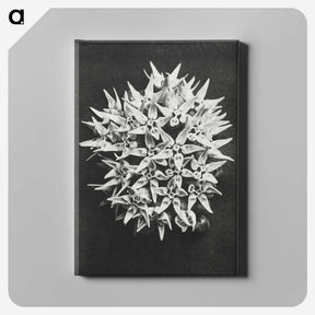 1-57_Karl-Blossfeldt_canvas