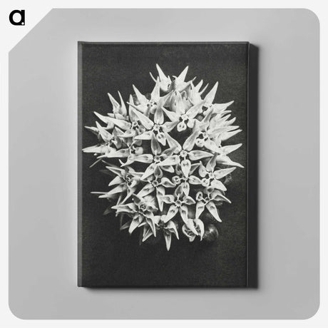 1-57_Karl-Blossfeldt_canvas