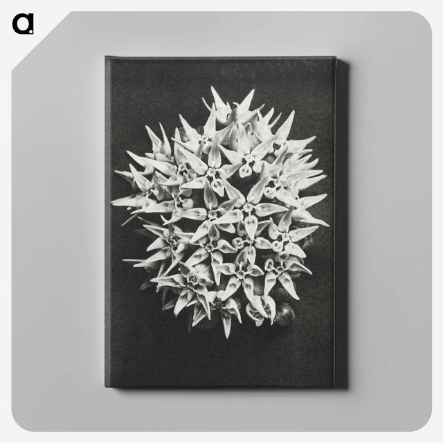 1-57_Karl-Blossfeldt_canvas
