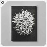 アートパネル-Asclepias speciosa - カール ブロスフェルト Canvas.