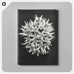 アートパネル-Asclepias speciosa - カール ブロスフェルト Canvas.