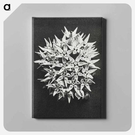 アートパネル-Asclepias speciosa - カール ブロスフェルト Canvas.