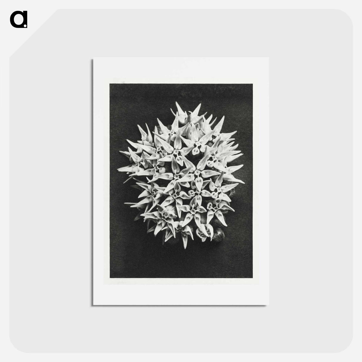 アートポストカード-Asclepias speciosa - カール ブロスフェルト Postcard.
