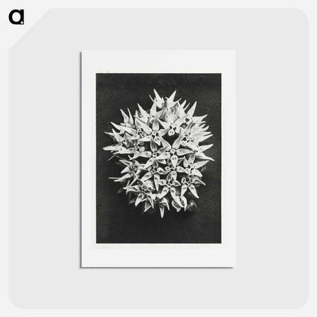 アートポストカード-Asclepias speciosa - カール ブロスフェルト Postcard.
