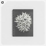 1-57_Karl-Blossfeldt_memo