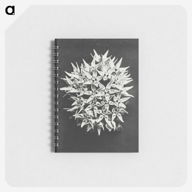 1-57_Karl-Blossfeldt_memo