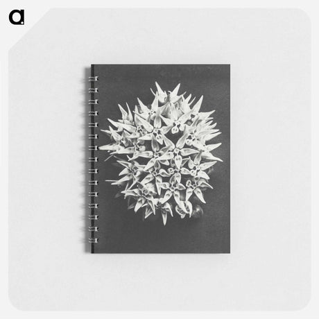 アートメモ帳-Asclepias speciosa - カール ブロスフェルト Memo.