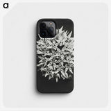 1-57_Karl-Blossfeldt_phone