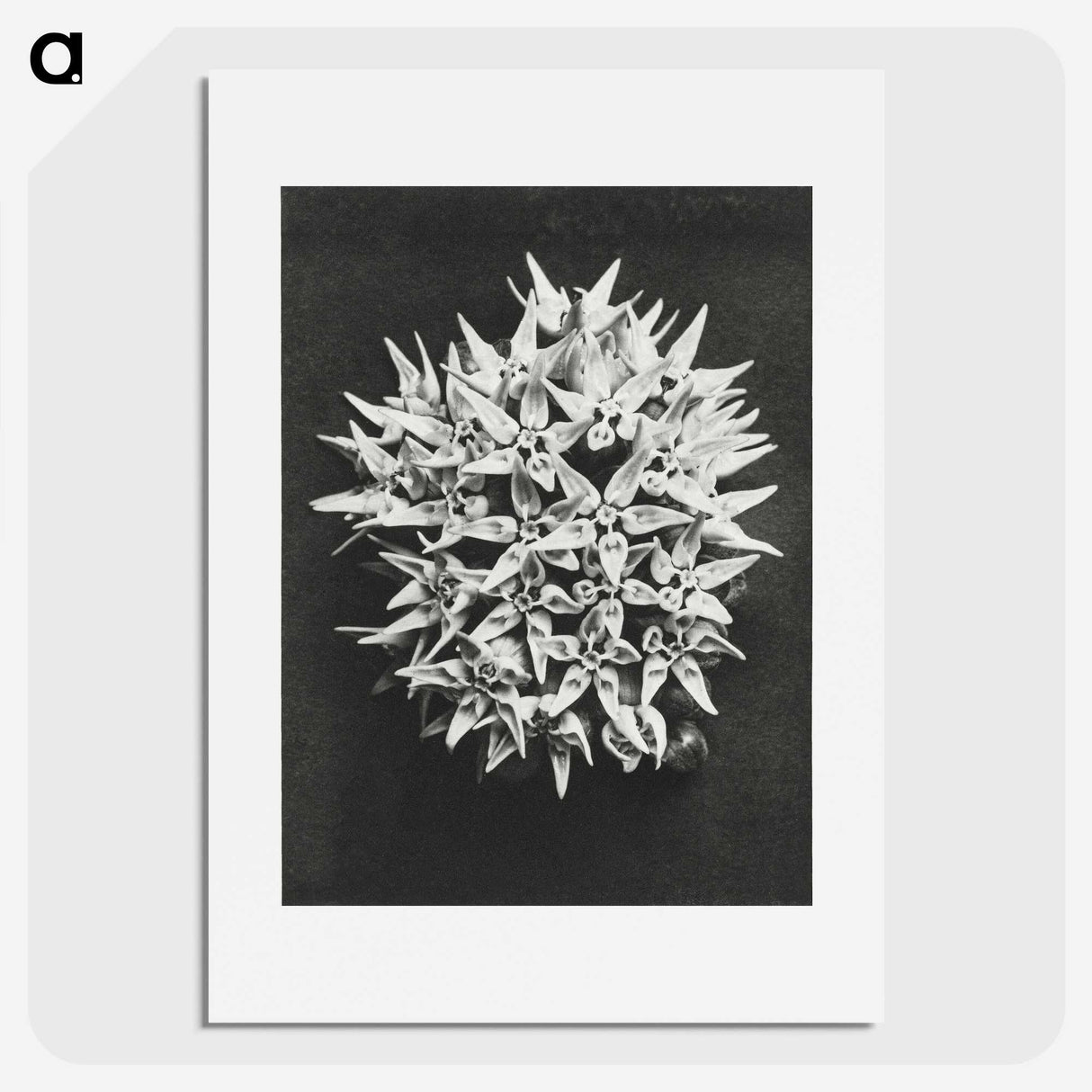 1-57_Karl-Blossfeldt_picture