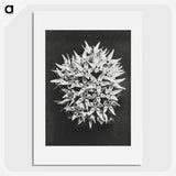 1-57_Karl-Blossfeldt_picture