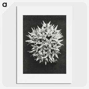 1-57_Karl-Blossfeldt_picture