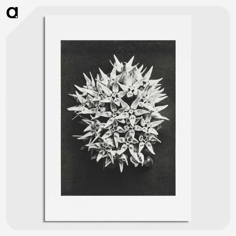 1-57_Karl-Blossfeldt_picture