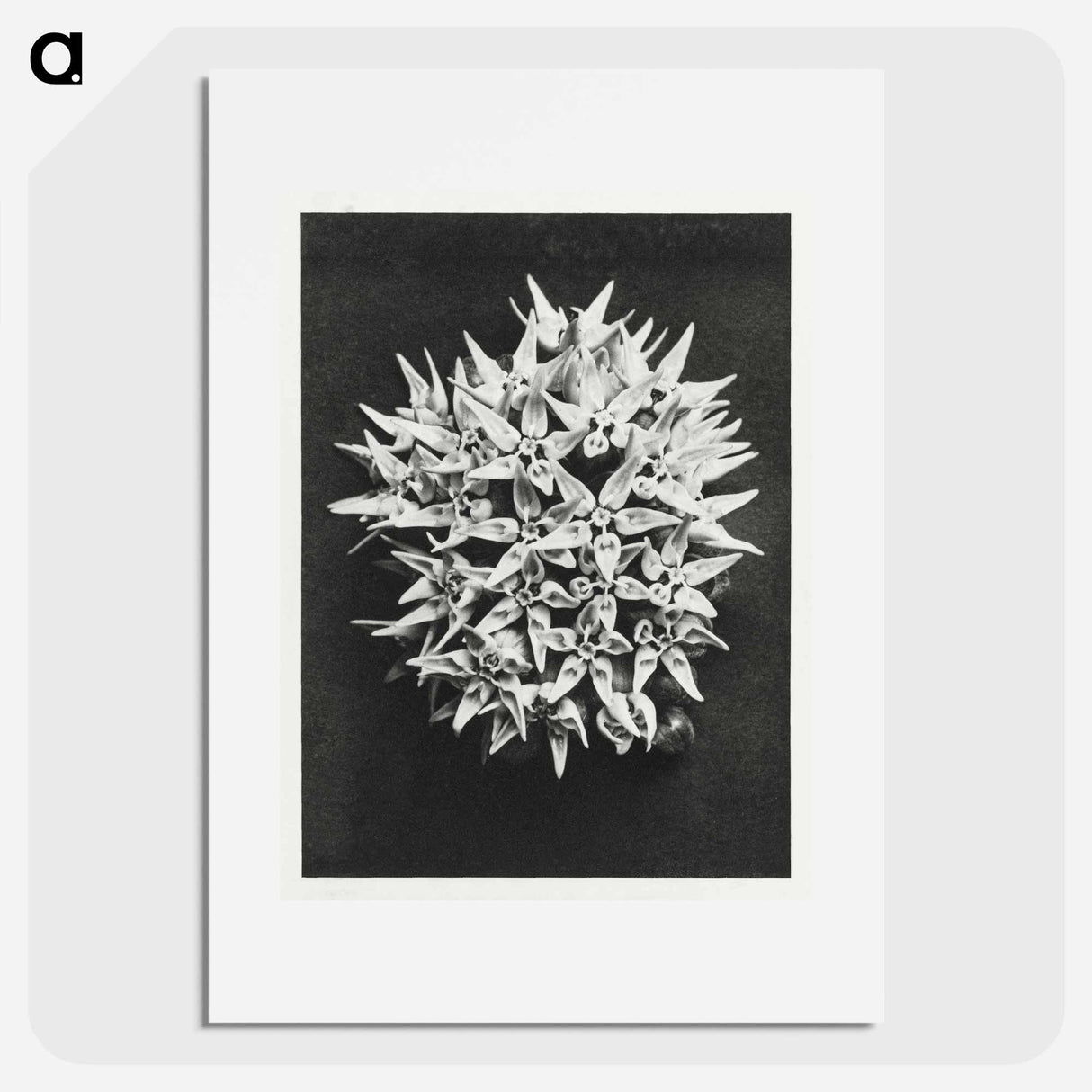 Asclepias speciosa - Karl Blossfeldt Poster.