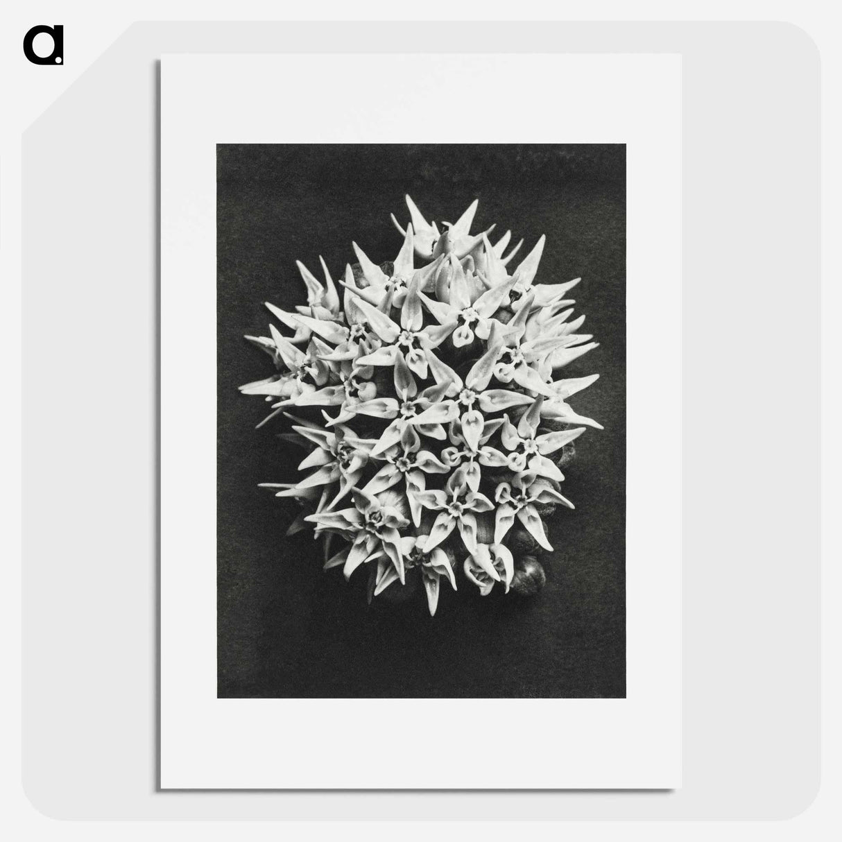 アートポスター-Asclepias speciosa - カール ブロスフェルト Poster.