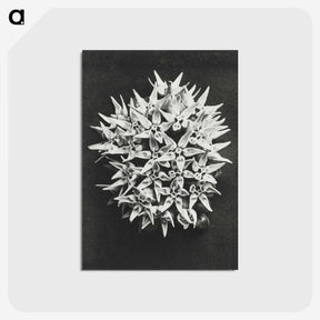 1-57_Karl-Blossfeldt_postcard