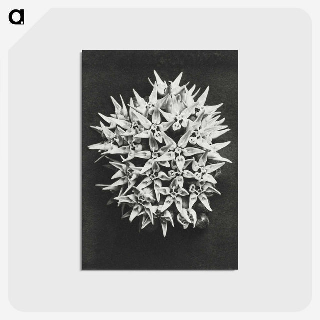 1-57_Karl-Blossfeldt_postcard