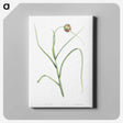 1-57_La-Botanique_canvas