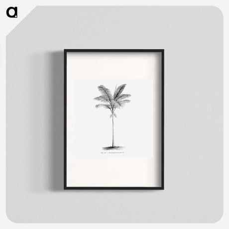 1-57_Les-Palmiers-Histoire-Iconographique_blk