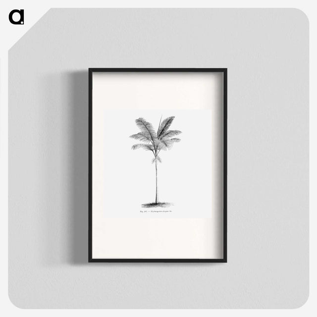 1-57_Les-Palmiers-Histoire-Iconographique_blk