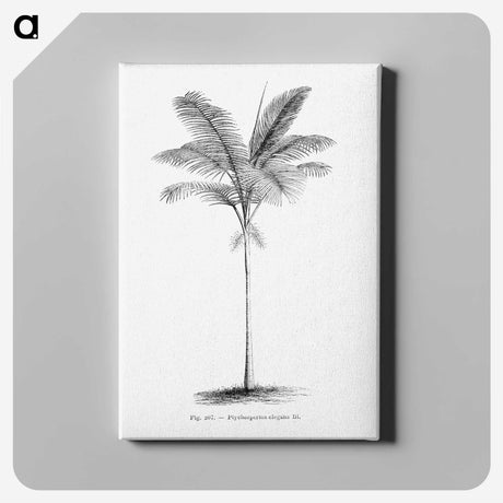 1-57_Les-Palmiers-Histoire-Iconographique_canvas