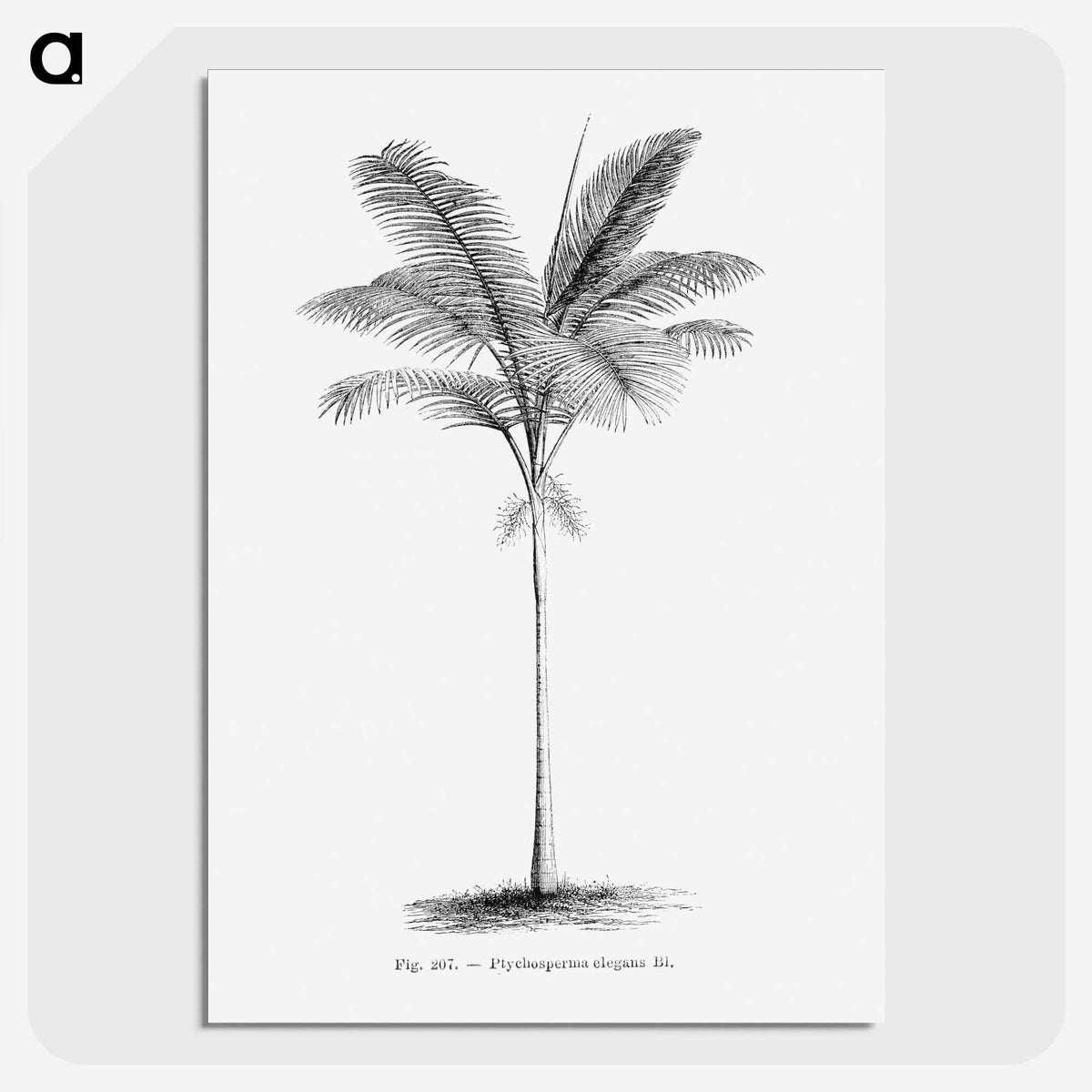 1-57_Les-Palmiers-Histoire-Iconographique_picture-crop