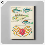 アートパネル-Indian and Pacific Ocean Curiosities
 - ルイ ルナール Canvas.