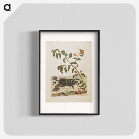 1-57_Maria-Sibylla-Merian_blk