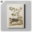 1-57_Maria-Sibylla-Merian_canvas