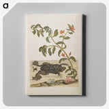 1-57_Maria-Sibylla-Merian_canvas